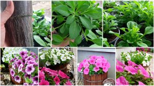 Петуния после перевалки из 200 грамм в 0.5 литра освоила грунт за неделю.