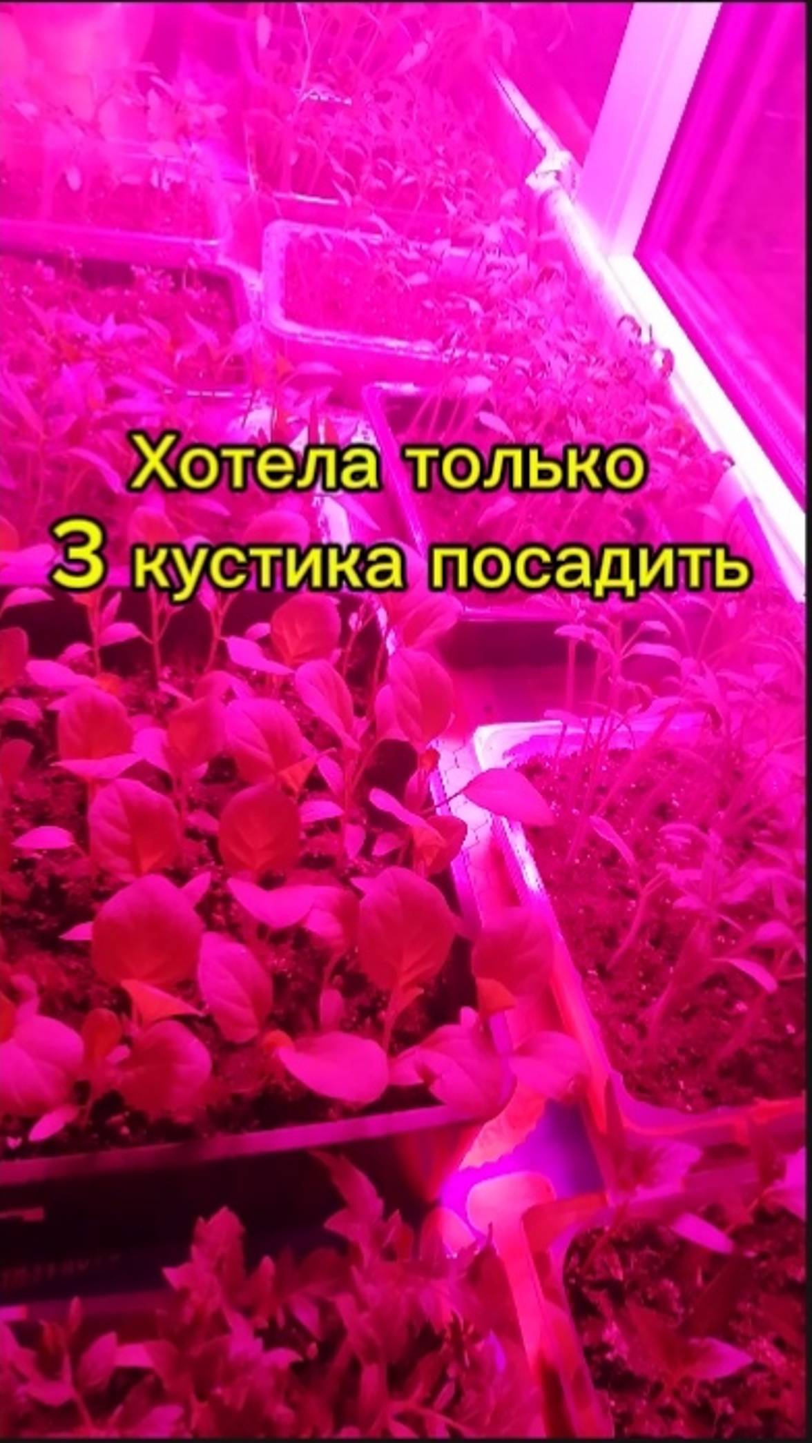 Хотела посадить только 3 кустика