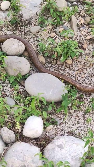 головинка змея смотреть онлайн