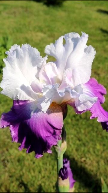 ИЮНЬ ЦВЕТАМИ РАСЦВЕТАЕТ🌺🤗🌹11.06.2022 г. смотреть онлайн