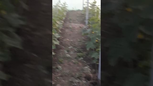 первый опыт огурец Эстафета смотреть онлайн