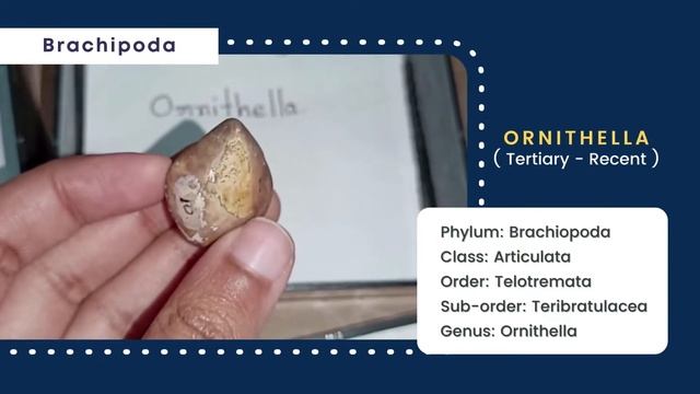Brachiopoda | Invertebrate Paleontology | Terebratula, Spirifer, Atrypa, Rynoconila | Geology смотреть онлайн