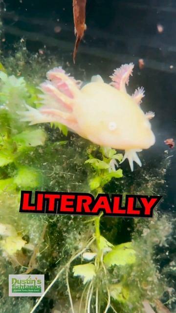 This Is Why Axolotls Are Extinct In The Wild! смотреть онлайн