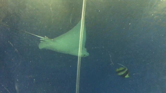 Under The Sea смотреть онлайн