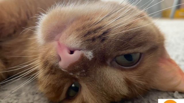 Ваша Котюня умеет тАк закатывать глаза от нежностей 🥰?