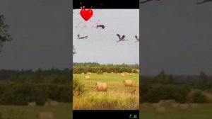 Это всё Россия, моя Родина. Песня сгенерированная