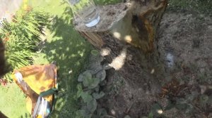 Реанимация древней яблони. Садовая археология. Прививки в спил черенками в июле