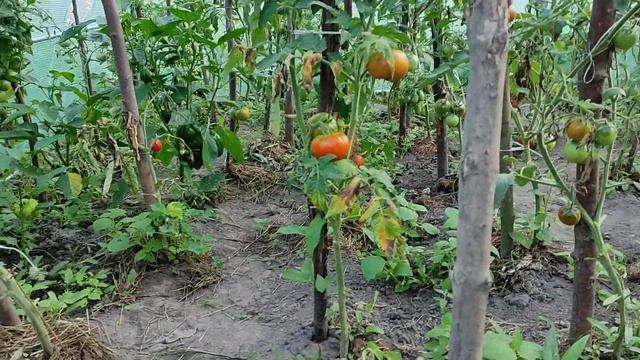 🍅🥒🥬🌶🧅🍆🧄 Врожай у теплиці MALATEC за 3 місяці. 🧄🍆🧅🌶🥬🥦🥒🍆🍅