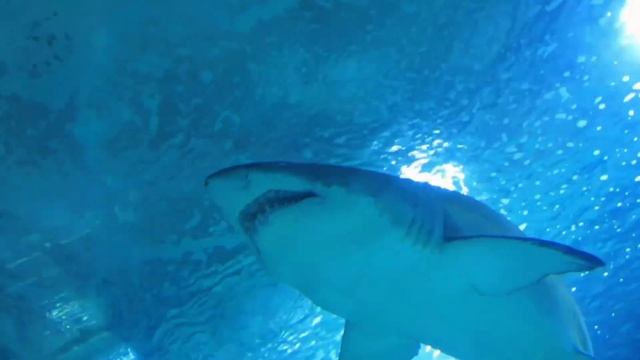 Океанографик, Валенсия. 09/13