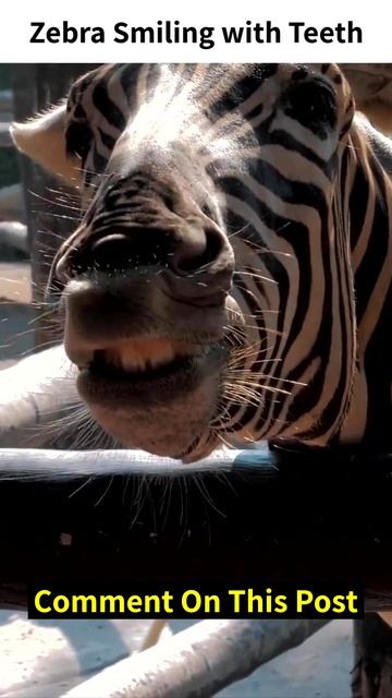 💛💛Zebra Smile #shorts #shortsfeed #Trending #viral #zebra #funny #short смотреть онлайн