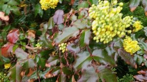 Магония падуболистная