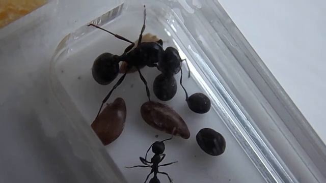 Messor Aciculatus смотреть онлайн