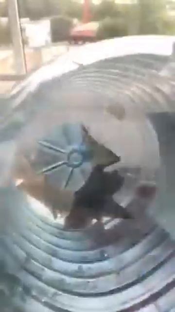 Летучая мышь в банке смотреть онлайн