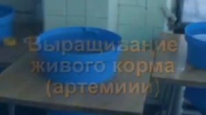 Оборудование для выращивания рыбы в УЗВ