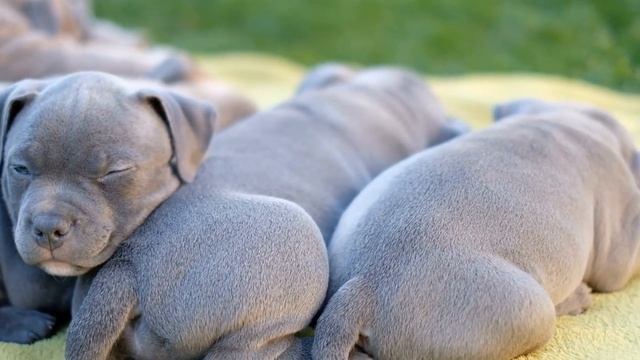 Socialize Your American Bully Puppy: The Benefits of Puppy Classes смотреть онлайн
