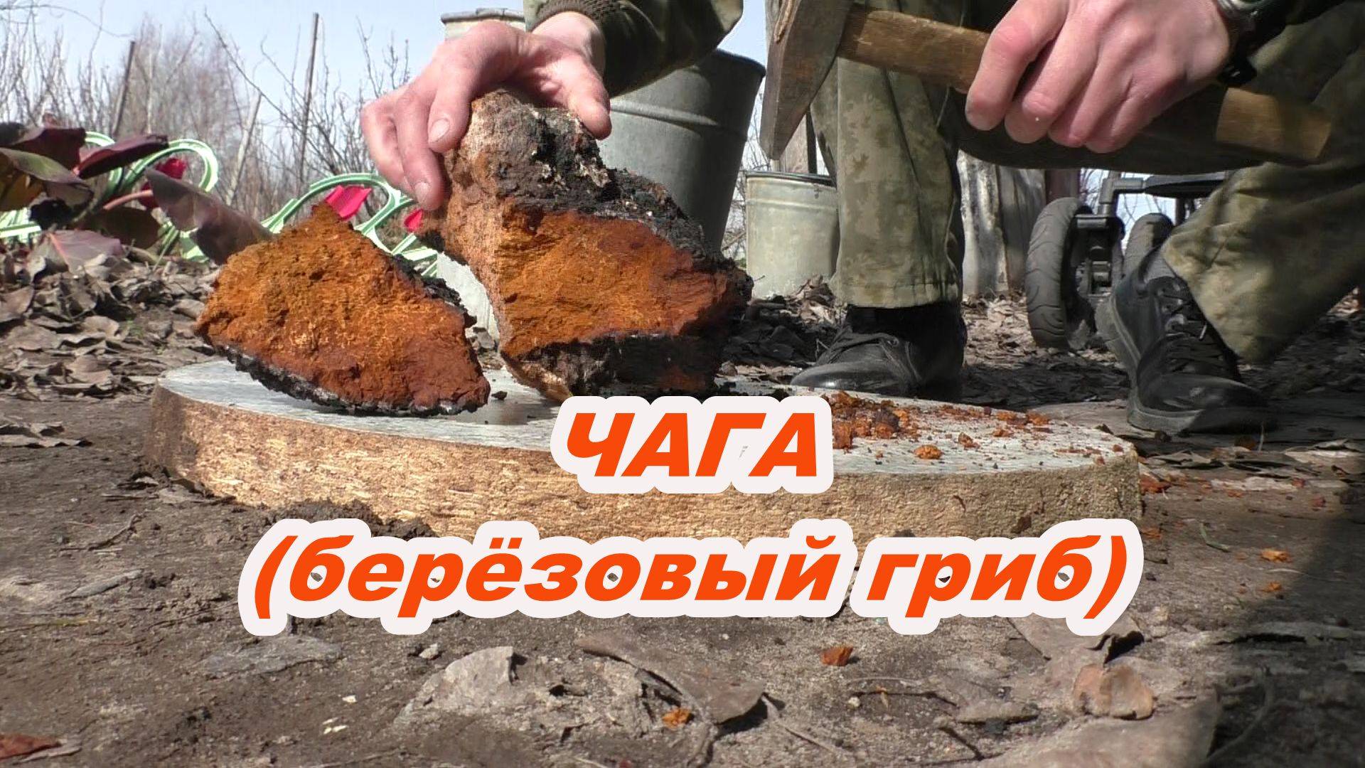 Чага (берёзовый гриб) Вот как я его завариваю и пью! смотреть онлайн