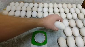 31 марта, первая инкубация гусиного яйца