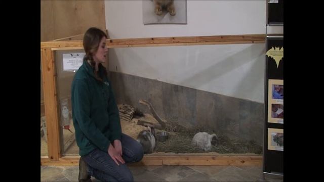 Zoo at Home General Advice смотреть онлайн