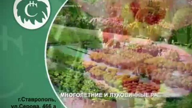 Новый сад Ставрополь смотреть онлайн