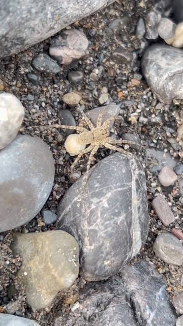 Close-Up Video of a Spider: Prominent Eyes Exploration! 🕷️🔍 #shorts #RSfunnn смотреть онлайн