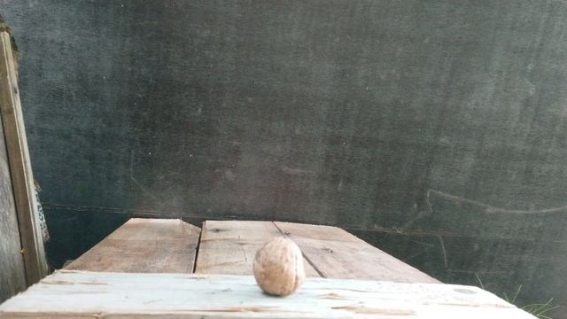 Magnum air rifle Target: 2 walnuts смотреть онлайн