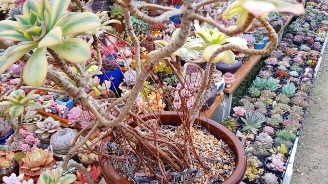 별처럼 빛나는 다육식물! 스타버스트(Aeonium Starburst) смотреть онлайн