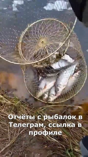 Сырть пошла в реку. Рыбалка в Ленинградской области #рыбалкаспб