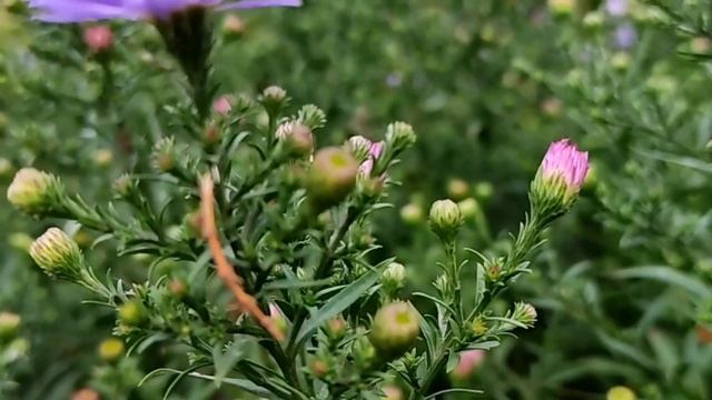Красивое видео о природе. Для отдыха. Цветы осени. ( Beautiful video. For relax. Autumn flowers). смотреть онлайн