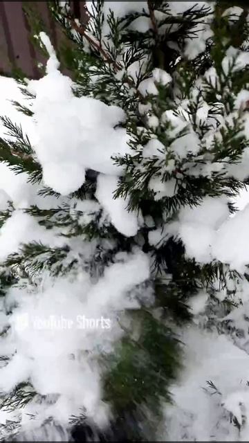 ОЧИЩАЮ МОЖЖЕВЕЛЬНИКИ "СПАРТАН" ОТ СНЕГА🌲❄ смотреть онлайн