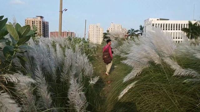 Beauty of seasonal catkin Flower. смотреть онлайн