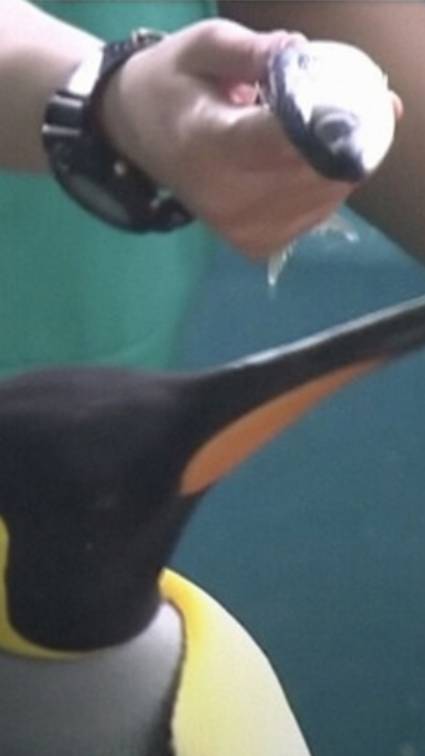 Пингвины в Японии объявили голодовку смотреть онлайн