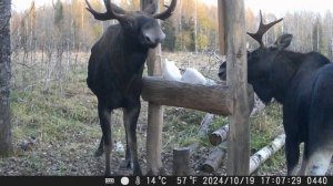 Солонец , хорошее посещение . Лоси на солонце