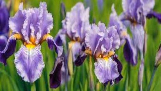 ANTI HAUL PARFUMS: CES PARFUMS NE ME CONVIENNENT PAS! 😌 смотреть онлайн