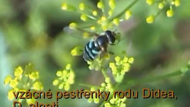 Vzácné pestřenky Didea fasciata et alneti смотреть онлайн