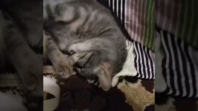 Как играть с котом. если он сильно кусается смотреть онлайн