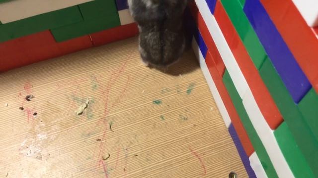 Семечка вернулась смотреть онлайн