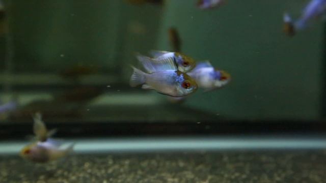 Electric Blue Rams смотреть онлайн