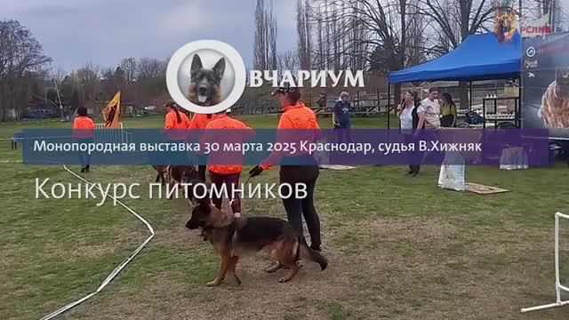 Питомник Баларис 1 место / КЧК КРАСНОДАР 30 марта`25 Моно немецких овчарок