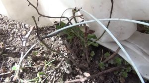 Открытие сезона виноградарства. 1-я обработка кустов по пушистым почкам