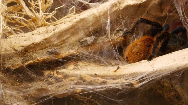 Chromatopelma cyaneopubescens postmolt feeding. смотреть онлайн