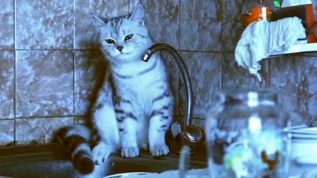 кот смотреть онлайн