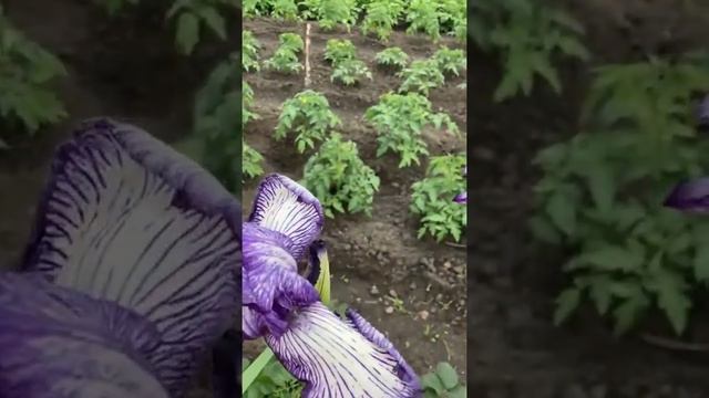 Ирисы, моя коллекция