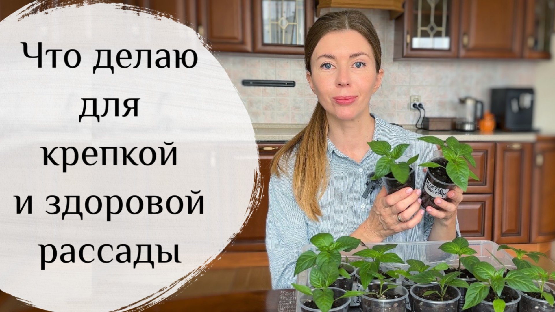 Чтобы рассада не вытягивалась, делай так! Показываю свои результаты смотреть онлайн