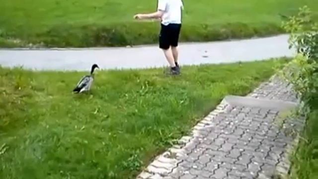 Утка-шпион ! смотреть онлайн