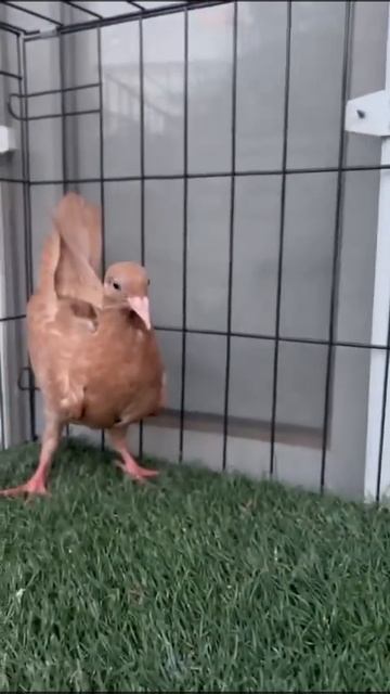 Потомство 2024 года #корочеdugin #бакинские #голуби смотреть онлайн