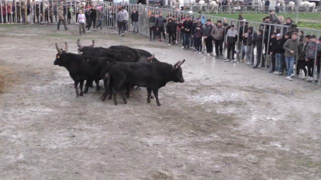 AIGUES MORTES JOURNÉE VOTIVE DU VENDREDI 24 FÉVRIER 2023. смотреть онлайн