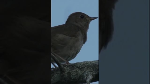 Соловей. Нэнси @NensiTV смотреть онлайн