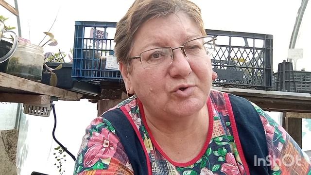 Что добавить в грунт-перлит или вермикулит?Как подросли мои клематисы.