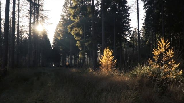 DARK FOREST | Ambience and Music | Sounds of dark misty forest with ambient music | 4K | Relaxing смотреть онлайн