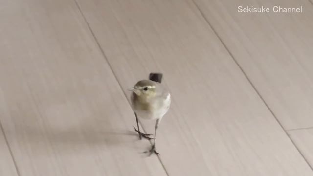 ハクセキレイの雛 - 侵入！（後編） смотреть онлайн